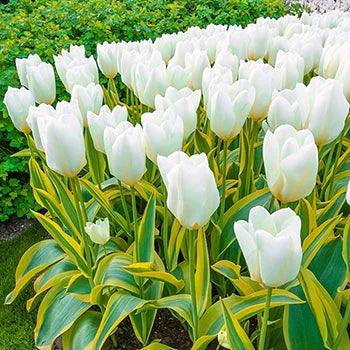 Bulbi de Lalele "Purissima", 5 Bucăți