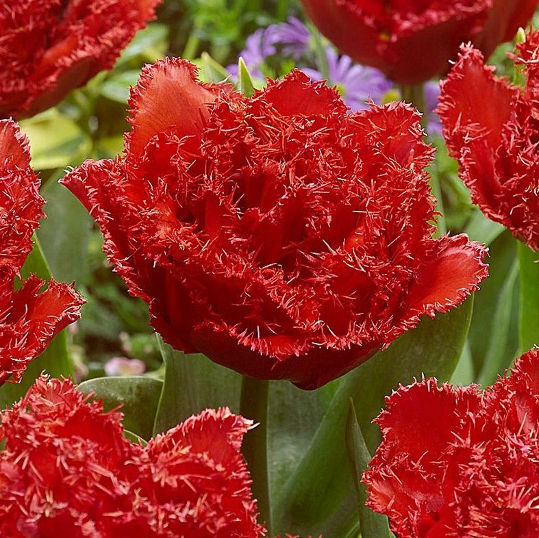 Bulbi de Lalele "Qatar", 5 Bucati