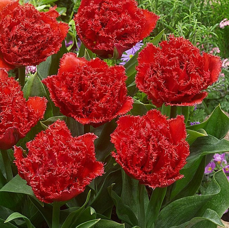 Bulbi de Lalele "Qatar", 5 Bucati