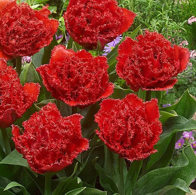 Bulbi de Lalele Qatar 5 buc – bulbi de flori | Regatul Plantelor