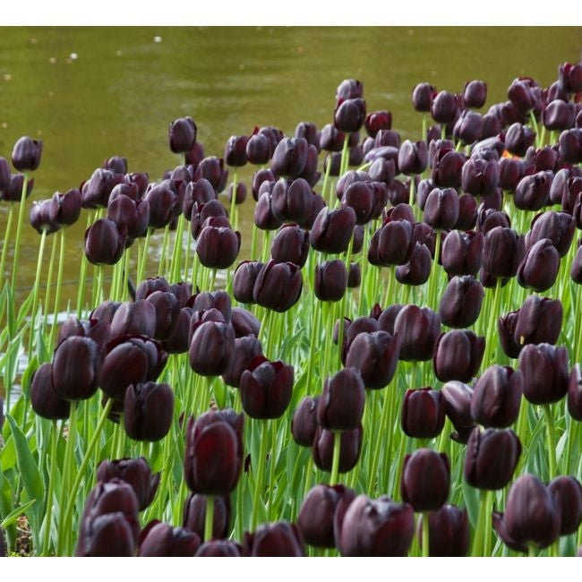 Bulbi de Lalele "Queen of Night", 5 Bucati