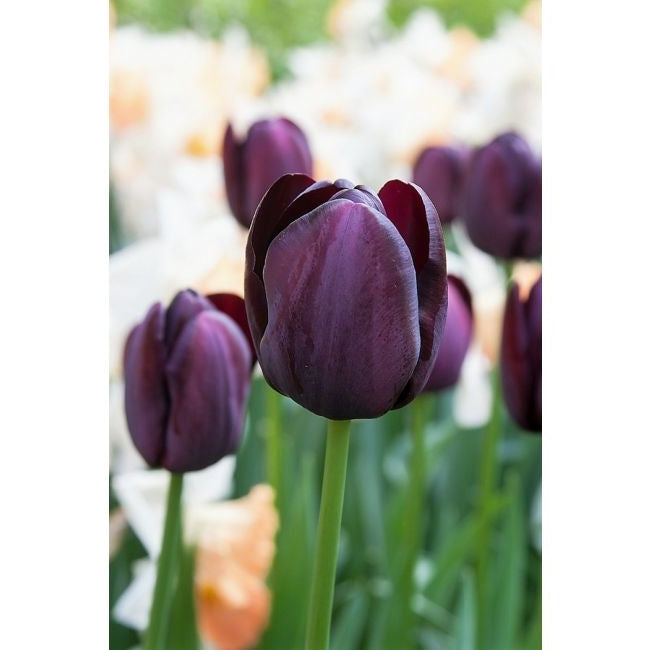 Bulbi de Lalele "Queen of Night", 5 Bucati