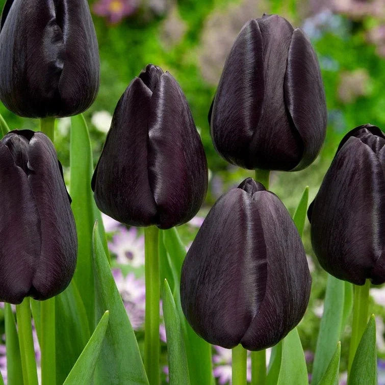 Bulbi de Lalele "Queen of Night", 5 Bucăți