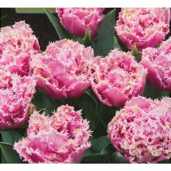 Bulbi de Lalele "Queensland", 5 Bucati