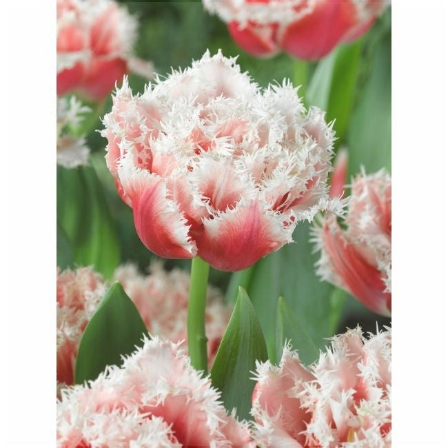 Bulbi de Lalele "Queensland", 5 Bucati