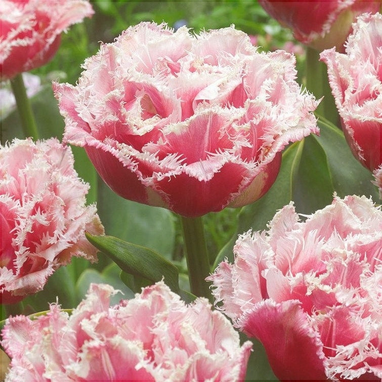 Bulbi de Lalele "Queensland", 5 Bucati