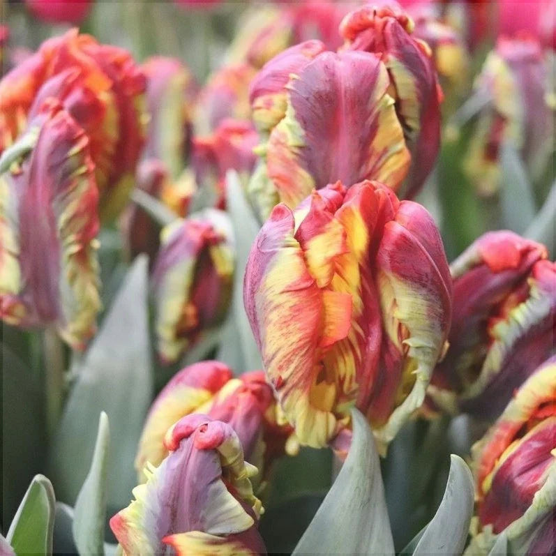 Bulbi de Lalele "Rasta Parrot", 5 Bucăți