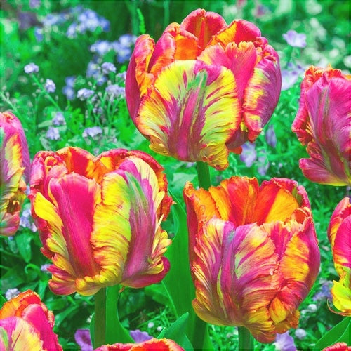 Bulbi de Lalele "Rasta Parrot", 5 Bucati