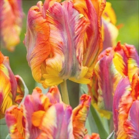 Bulbi de Lalele "Rasta Parrot", 5 Bucăți