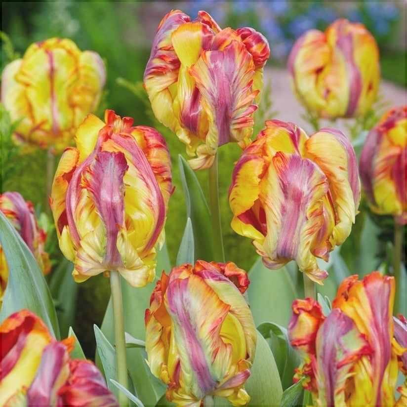 Bulbi de Lalele "Rasta Parrot", 5 Bucati