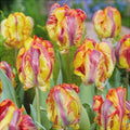 Bulbi de Lalele "Rasta Parrot", 5 Bucăți