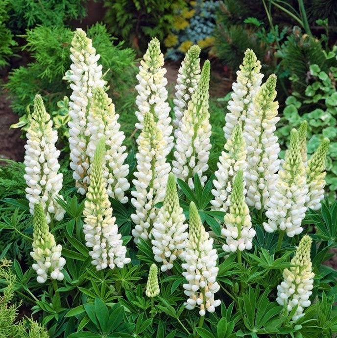 Bulbi de Lupine, Alb, 2 Bucati