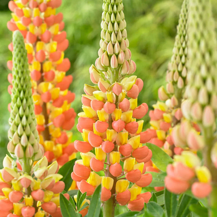 Bulbi de Lupine "Apricot", Galben, 2 Bucati