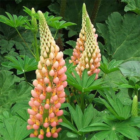 Bulbi de Lupine "Apricot", Galben, 2 Bucati