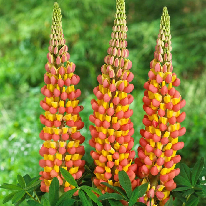 Bulbi de Lupine "Apricot", Galben, 2 Bucati