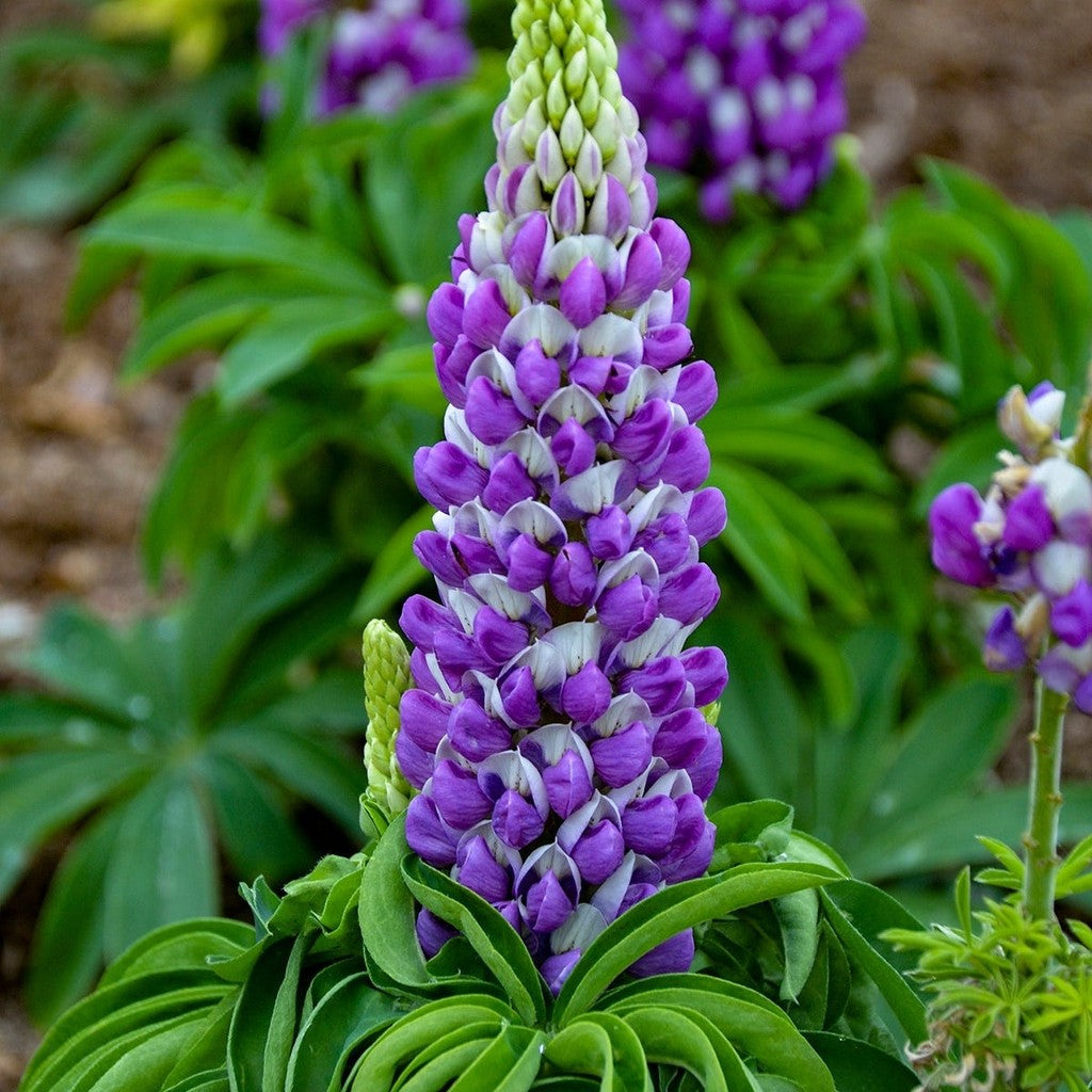 Bulbi de Lupine, Blue, 2 Bucati