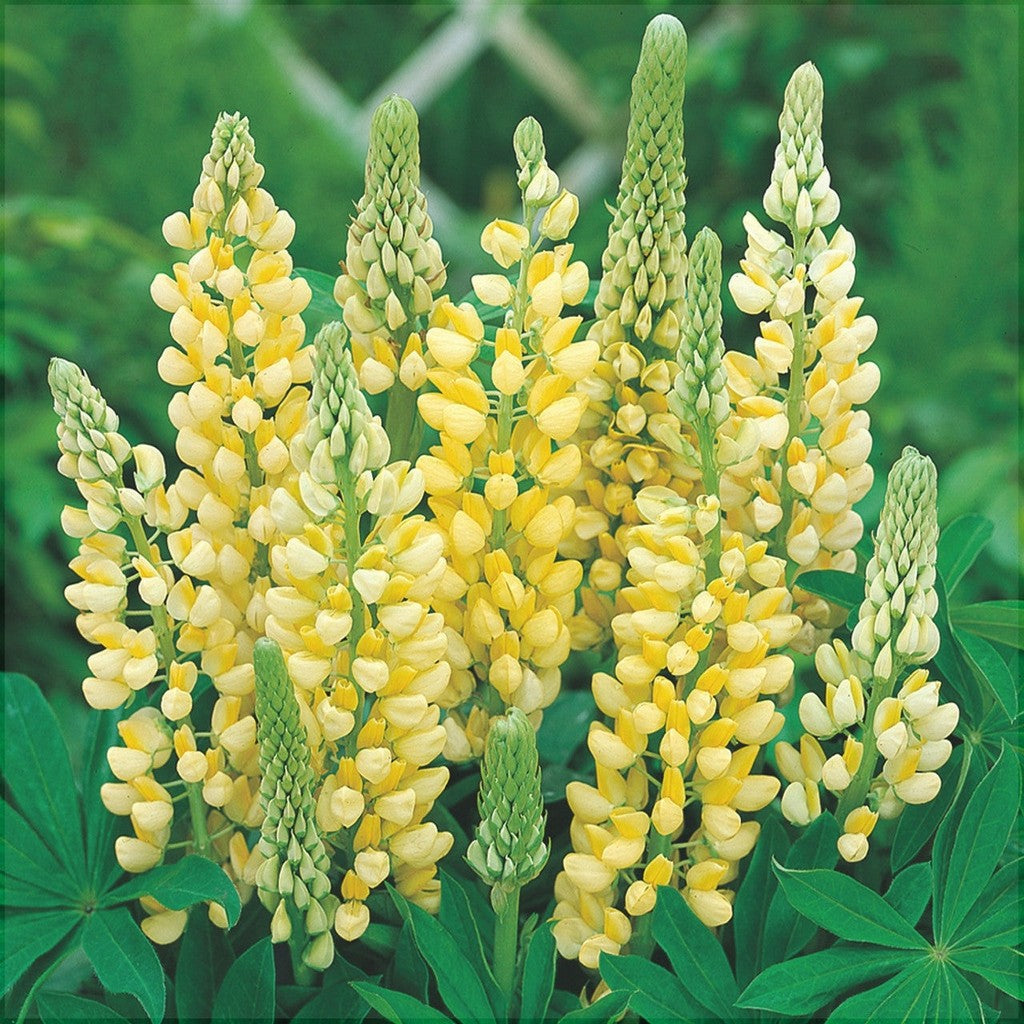 Bulbi de Lupine, Galben, 2 Bucati