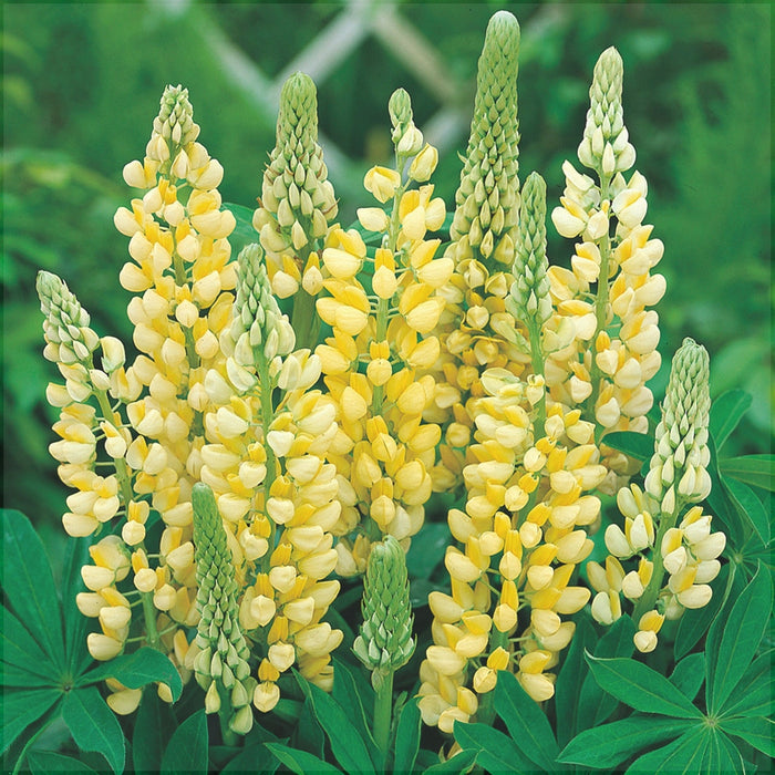 Bulbi de Lupine, Galben, 2 Bucati