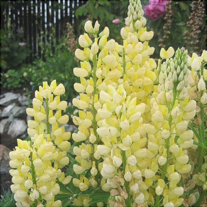 Bulbi de Lupine, Galben, 2 Bucati
