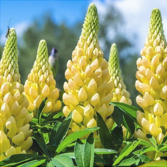 Bulbi de Lupine, Galben, 2 Bucati