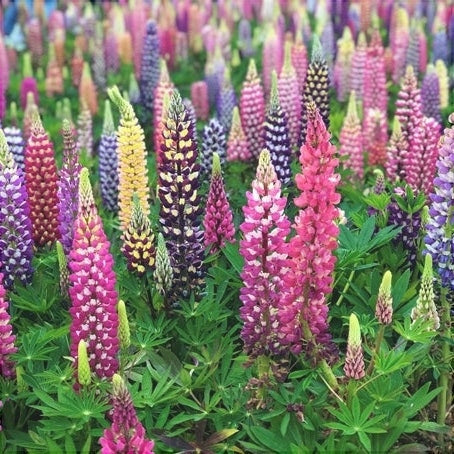 Bulbi de Lupine Mixt, 5 Bucati