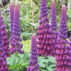 Bulbi de Lupine, Mov, 2 Bucati