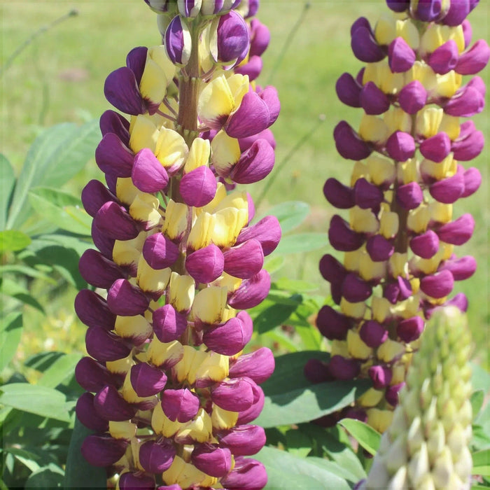 Bulbi de Lupine, Mov-Galben, 2 Bucati