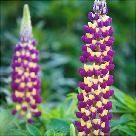 Bulbi de Lupine, Mov-Galben, 2 Bucati