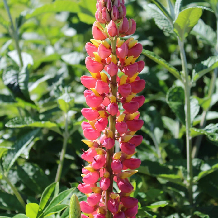 Bulbi de Lupine, Roz-Galben, 2 Bucati