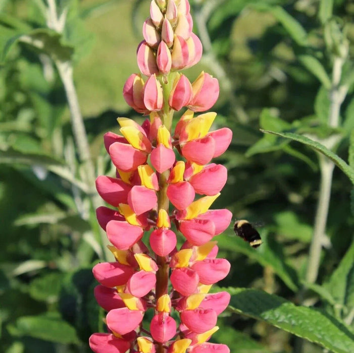 Bulbi de Lupine, Roz-Galben, 2 Bucati