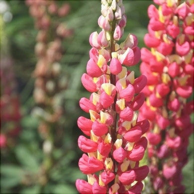Bulbi de Lupine "Salmon", Rosu, 2 Bucati