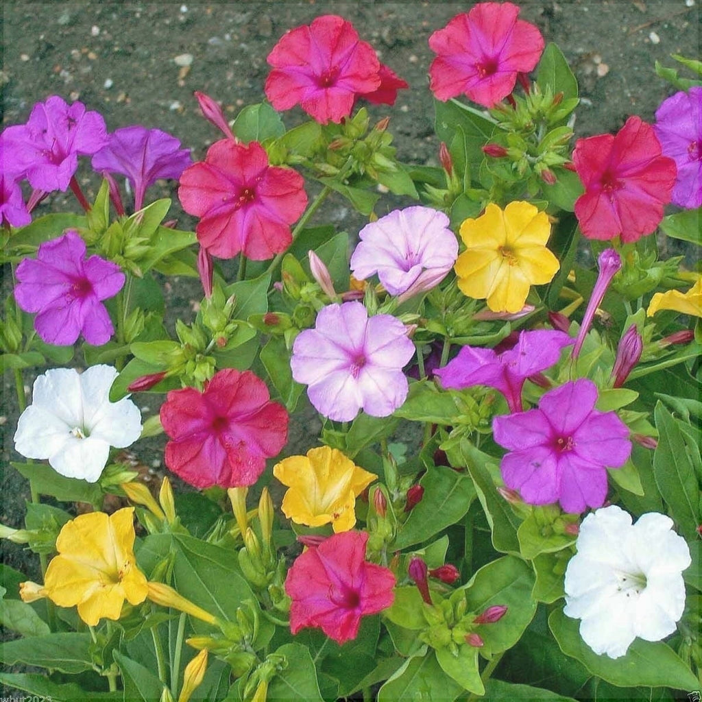 Mirabilis Jalapa Mixt , la ghiveci , 3 bucati