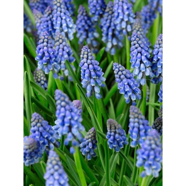 Bulbi de Muscari „Armeniacum”, 5 Bucăți – bulbi de flori, fotografia 2 | Regatul Plantelor
