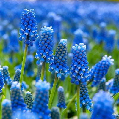 Bulbi de Muscari „Armeniacum”, 5 Bucăți – bulbi de flori | Regatul Plantelor