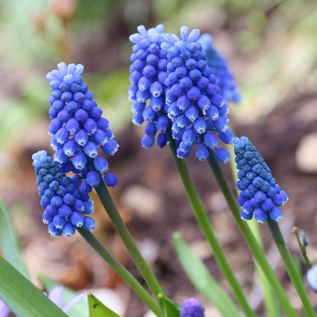 Bulbi de Muscari „Armeniacum”, 5 Bucăți – bulbi de flori, fotografia 3 | Regatul Plantelor