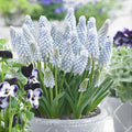 Bulbi de Muscari „Baby's Breath”, 5 Bucăți – bulbi de flori | Regatul Plantelor