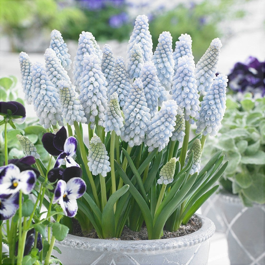 Bulbi de Muscari „Baby's Breath”, 5 Bucăți – bulbi de flori | Regatul Plantelor