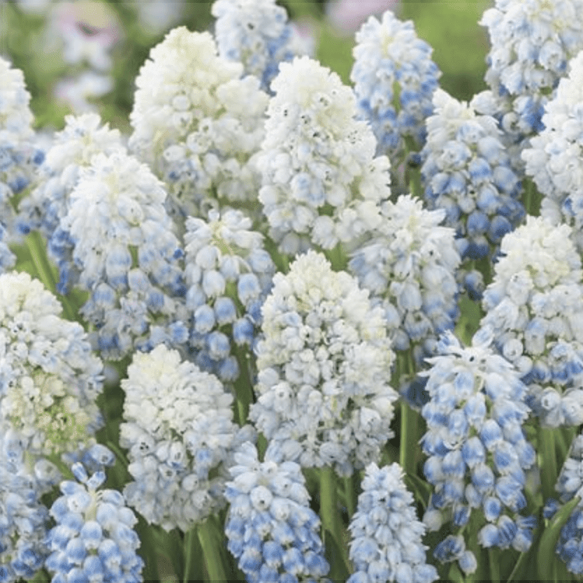 Bulbi de Muscari „Baby's Breath”, 5 Bucăți – bulbi de flori, fotografia 3 | Regatul Plantelor