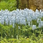 Bulbi de Muscari „Baby's Breath”, 5 Bucăți – bulbi de flori, fotografia 2 | Regatul Plantelor
