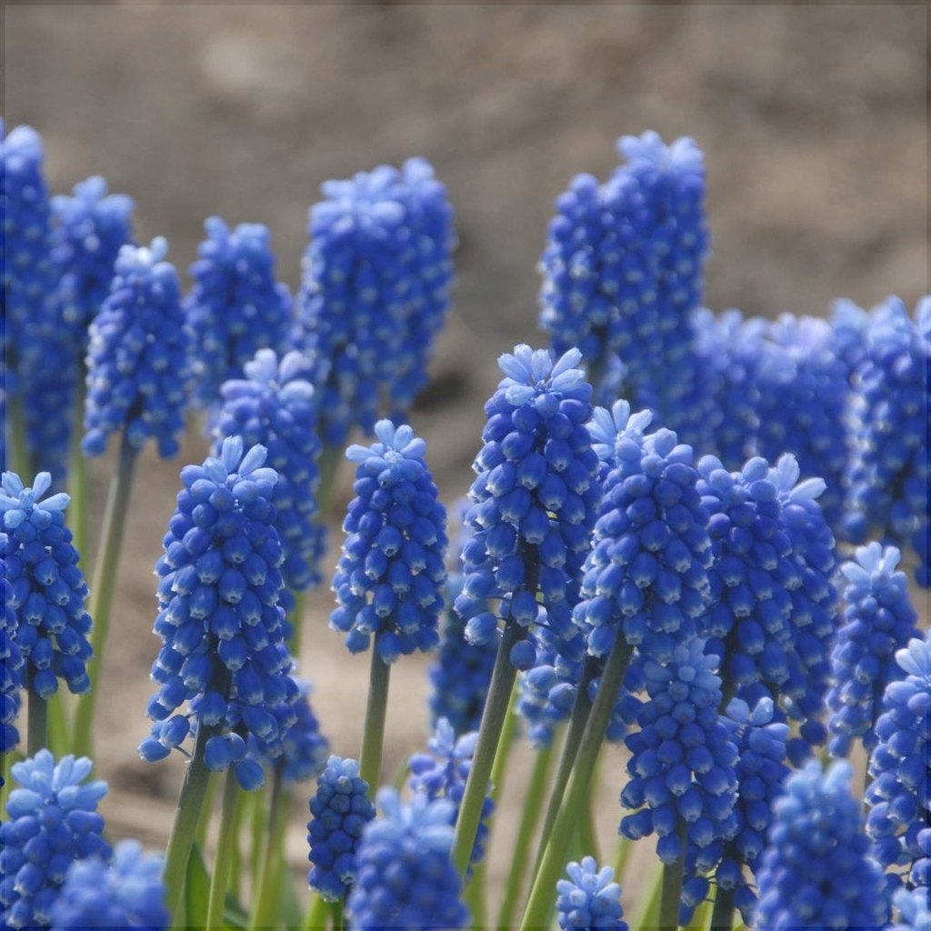 Bulbi de Muscari „Blue Magic”, 5 Bucăți – bulbi de flori | Regatul Plantelor
