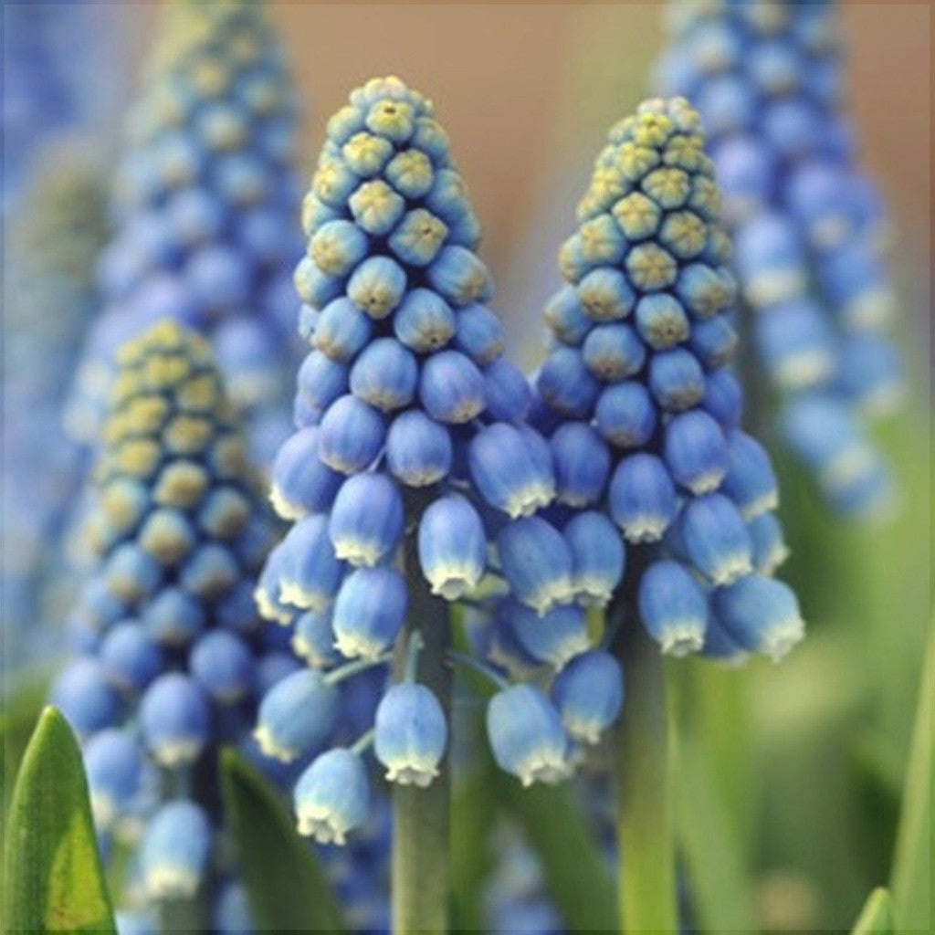 Bulbi de Muscari „Blue Magic”, 5 Bucăți – bulbi de flori, fotografia 2 | Regatul Plantelor