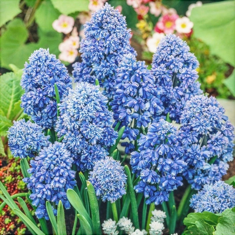 Bulbi de Muscari „Blue Spike”, 5 Bucăți – bulbi de flori, fotografia 2 | Regatul Plantelor