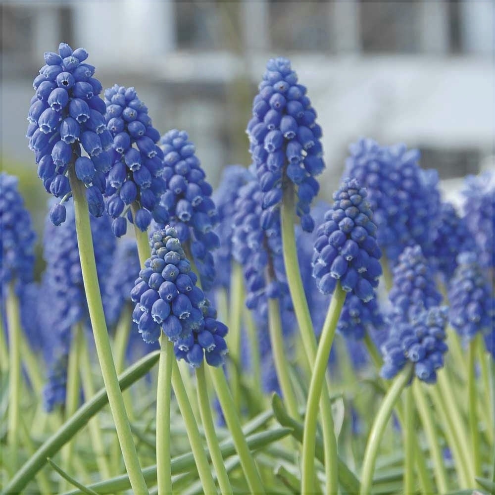 Bulbi de Muscari „Blue Spike”, 5 Bucăți – bulbi de flori, fotografia 3 | Regatul Plantelor