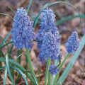 Bulbi de Muscari „Blue Spike”, 5 Bucăți – bulbi de flori | Regatul Plantelor