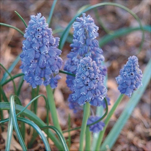 Bulbi de Muscari „Blue Spike”, 5 Bucăți – bulbi de flori | Regatul Plantelor
