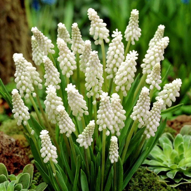 Bulbi de Muscari „Botryoides Album”, 5 Bucăți – bulbi de flori | Regatul Plantelor
