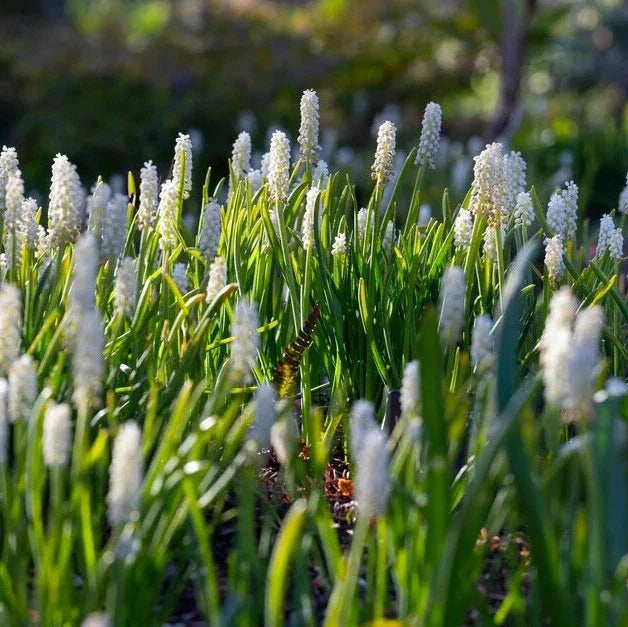 Bulbi de Muscari „Botryoides Album”, 5 Bucăți – bulbi de flori, fotografia 3 | Regatul Plantelor