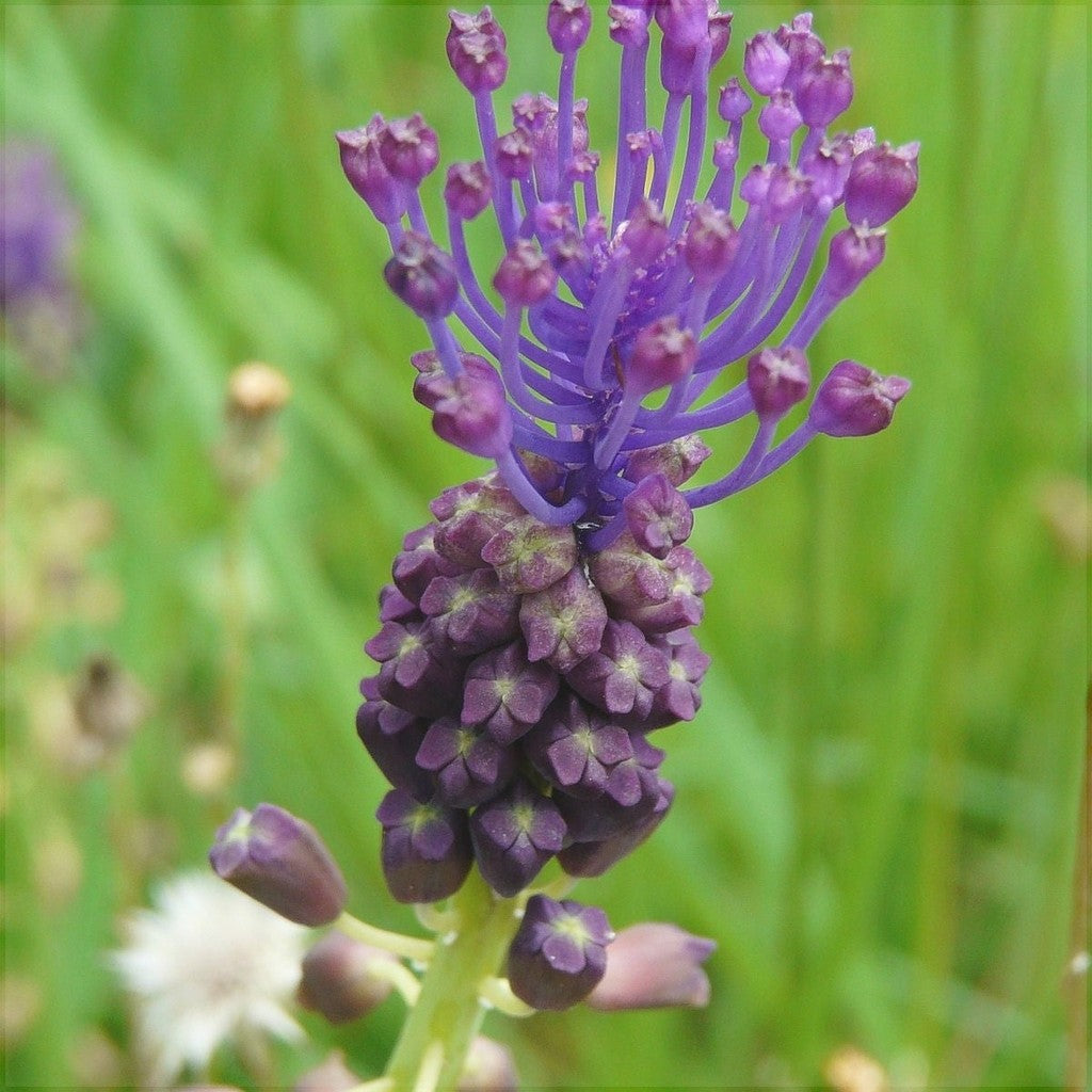 Bulbi de Muscari „Comosum”, 5 Bucăți – bulbi de flori, fotografia 2 | Regatul Plantelor