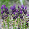 Bulbi de Muscari „Comosum”, 5 Bucăți – bulbi de flori | Regatul Plantelor