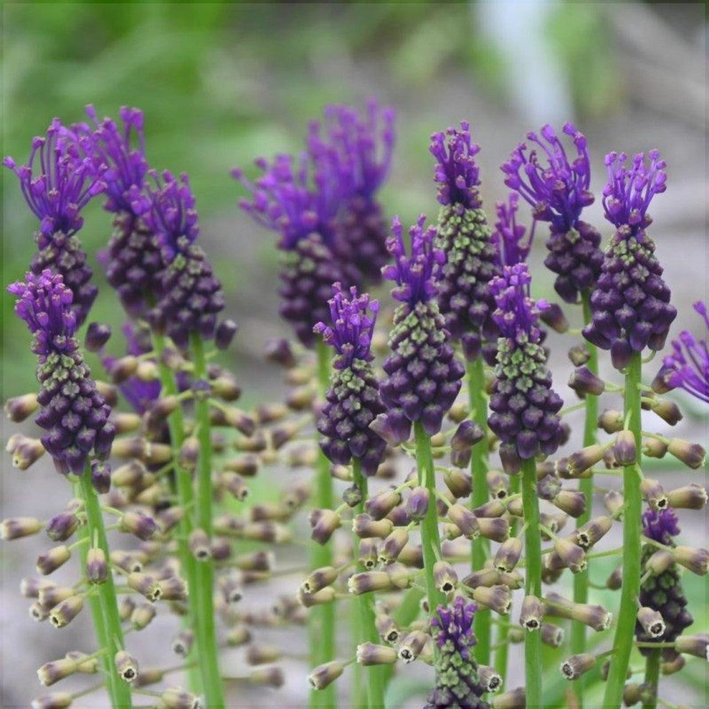 Bulbi de Muscari „Comosum”, 5 Bucăți – bulbi de flori | Regatul Plantelor